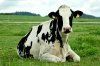 Профилактика молочной лихорадки коров и баланс катионов-анионов