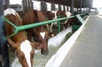 Содержание и кормление сухостойных коров