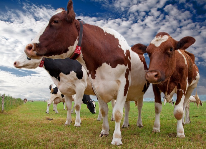 Французские породы мясного скота: какие и почему?