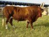 Комплексный подход к вопросам воспроизводства крупного рогатого скота