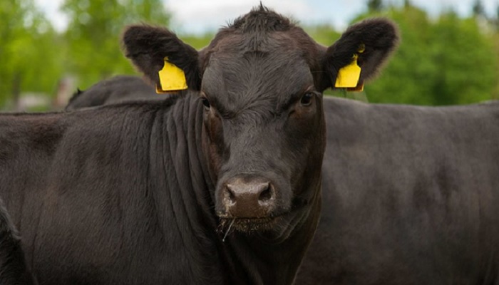 Эффективная профилактика теплового стресса у домашнего скота