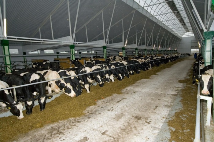 Клевер и люцерна как источник протеина для коров