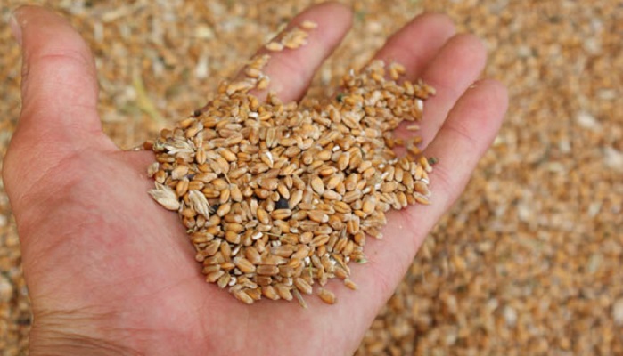 Э.Зернин: «В России явный дисбаланс посевных площадей в пользу пшеницы»