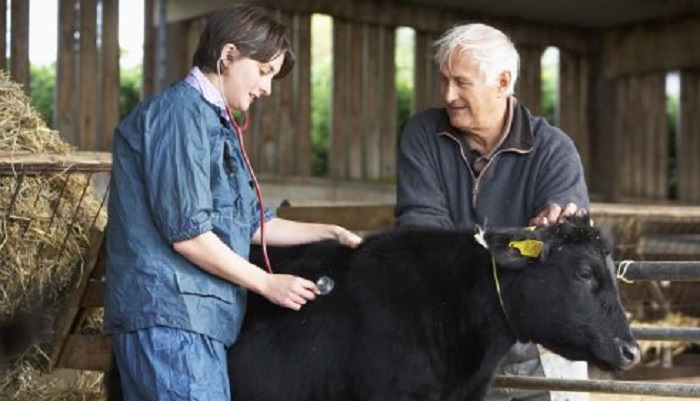 Как фермеры распознают заболевание у животных: ранние признаки и симптомы
