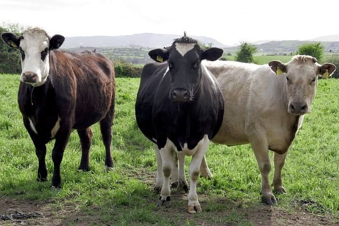 Как повысить производительность коров в стаде?