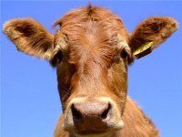 Профилактика технологического стресса у коров с учетом сезонов года