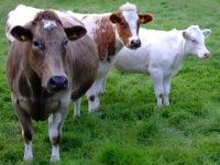 Использование нутрицевтиков для улучшения здоровья молочных коров во время переходного периода