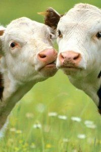 Система кормления сухостойных коров