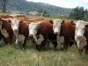 Потомки красно-пестрых шведских быков — в омских стадах