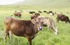 Условия сохранности крупного рогатого скота, ввезенного по импорту