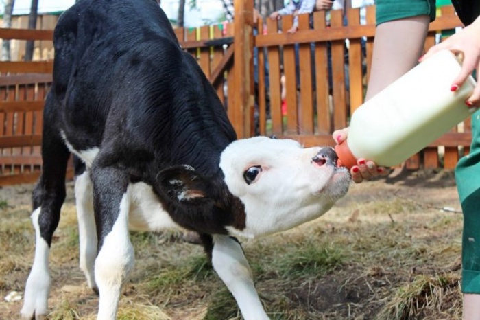 Молоко с антибиотиками скармливать телятам?