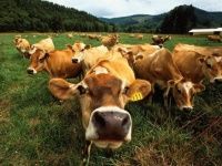 Взаимосвязь хозяйственно-полезных признаков коров рекордисток с продуктивностью предков