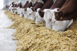 Распознаем ошибки кормления коров по навозу