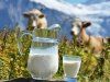 Способы повышения качества молока у коров