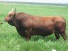Особенности разведения крупного рогатого скота мясных пород