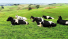 Влияние генетических, селекционных и хозяйственных факторов на продуктивное долголетие коров
