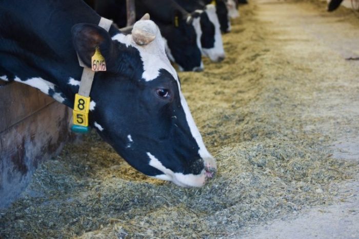 Контроль кормления коров: чек-лист