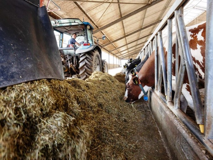 Молочное скотоводство – изучение затрат, климата и местных источников