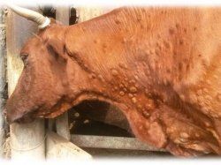 Для предотвращения вспышек нодулярного дерматита коров фермам требуется программа вакцинации