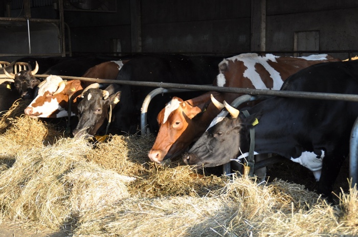 О точности результатов лабораторных анализов кормов для коров