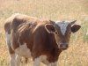 Сроки инволюции матки у коров можно сократить