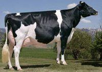 Породы коров: голштинская и симментальская