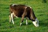 Проведение акушерско-гинекологической диспансеризации в молочном скотоводстве