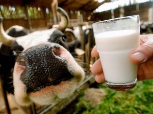 Больше молока из основного корма