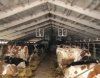 Системы вентиляции современных помещений для содержания крупного рогатого скота