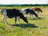 Влияние хромметионина на расщепляемость кормов в рубце бычков при разной продолжительности их ...