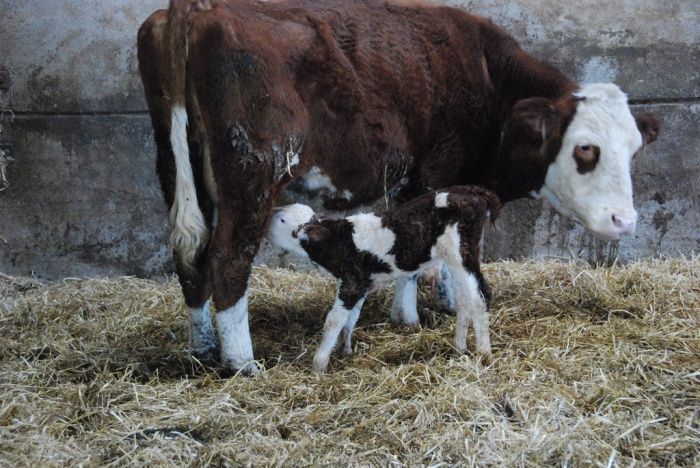 Раздой новотельных коров – период со сложными препятствиями