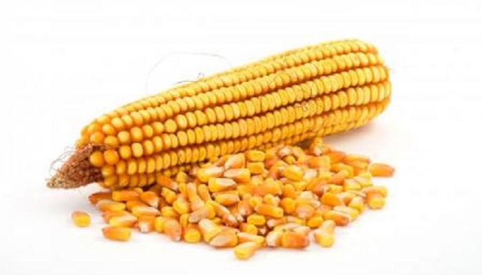 Кукурузный силос: инструкция по предварительной оценке содержания сухого вещества и энергии