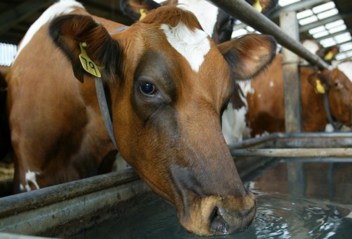 Поение коров – сколько воды нужно коровам и как подобрать поилки
