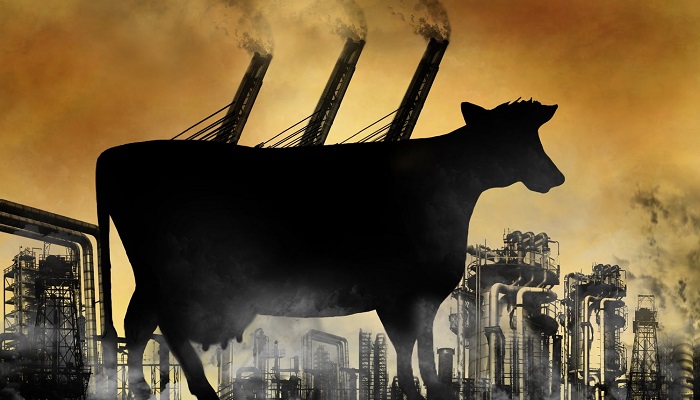 Метан от коров: как британские исследователи скорректировали проблему выбросов парниковых газо...