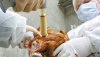Ветеринарная фармацевтическая отрасль в Саратовской области продолжает активно развиваться