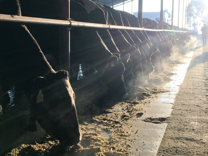 Как выбрать оптимальный момент для осеменения: баланс генетики и физиологии