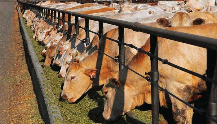 Практика кормления коров полносмешанным рационом (TMR)