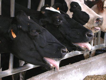 Тепловой стресс у коров: памятка dlg