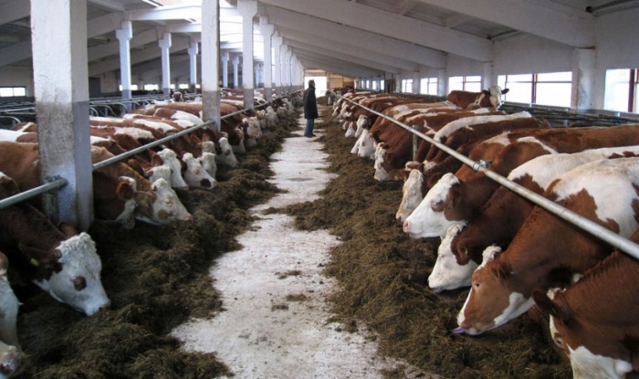29 ключей высокой продуктивности коров
