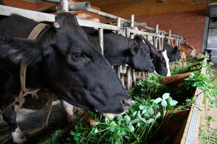 Кормление сухостойных коров – сколько корма поедают сухостойные коровы на предприятиях?
