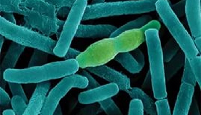 Новая вакцина против сибирской язвы: достижения Казахстана в области биологической безопасности