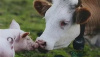 Тенденции в развитии скотоводства в России: сокращение поголовья КРС и рост числа свиней