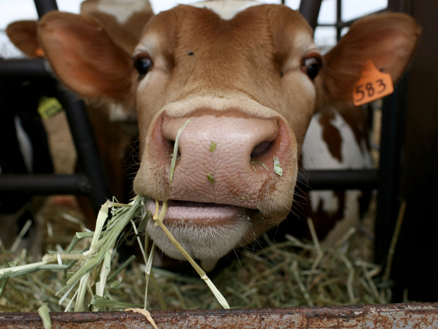 Длительность жевания жвачки (руминация) у коров