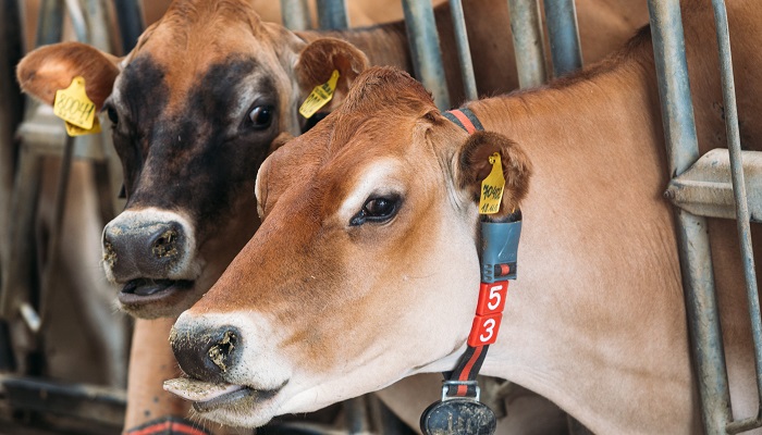 Поставка коров породы Джерси в Казахстан: успехи компании «Молвест»