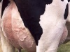 Факторы риска тяжести клинического мастита у молочных коров
