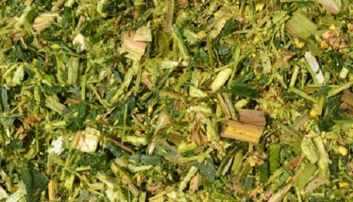 Силос трава. Силос кукурузный коровам. Силос кукурузный коровам. Силос из кукурузы. Сенаж кукурузный.