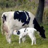 Влияет ли этап лактации коров на распространение бактерий?