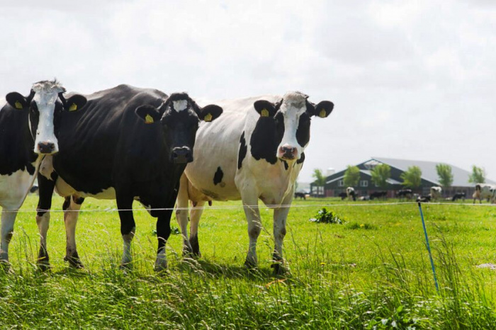 Понимание различий в составе бактерий рубца и их влияния на продуктивность молочных коров