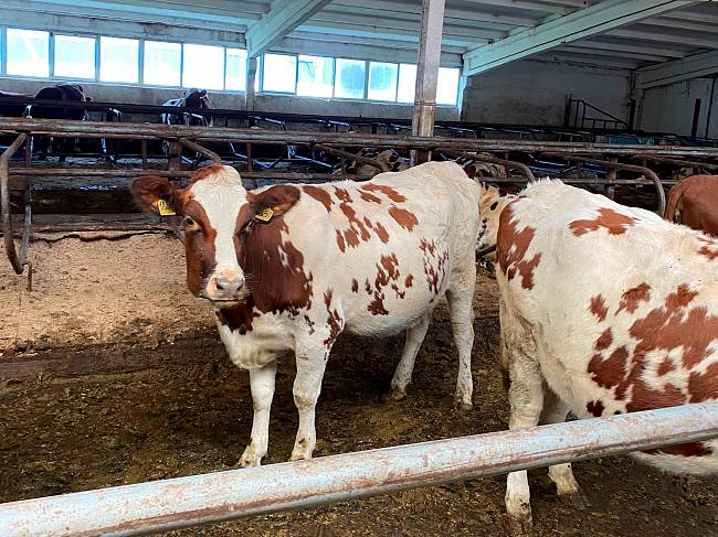 Киста яичников у коровы: поведение и его особенности
