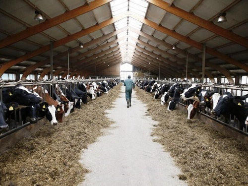 5 тактик снижения уровня бесплодия на молочных фермах